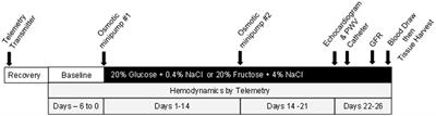 Impact of inhibition of the renin-angiotensin system on early cardiac and renal abnormalities in Sprague Dawley rats fed short-term high fructose plus high salt diet